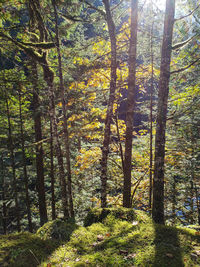 Trees in forest during autumn