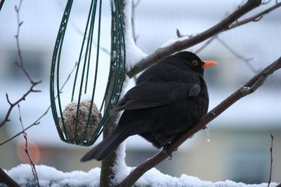 Close-up of bird perching on snow