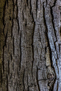 Full frame shot of tree trunk