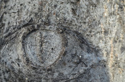 Close-up of a tree trunk