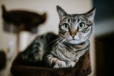 Close-up portrait of a cat at home