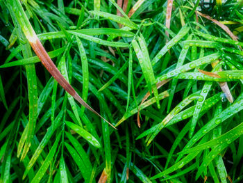 Full frame of leaves