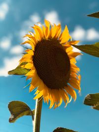 Close-up of sunflower