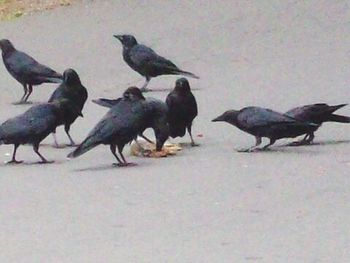 Flock of birds eating during winter