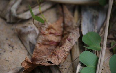 Close-up of fresh vegetables