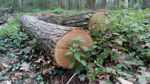 High angle view of plant growing on field