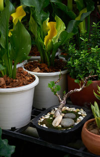 High angle view of potted plants on table