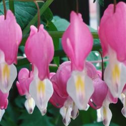 Close-up of pink flowers