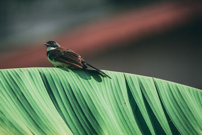 Close-up of bird perching on a leaf