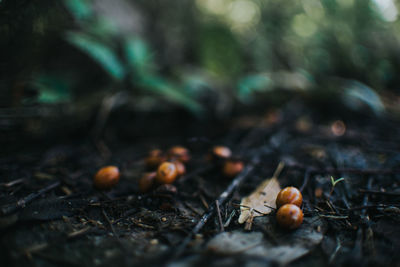 Close-up of mushroom growing on field