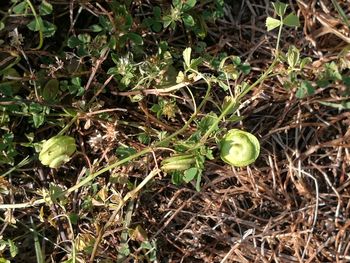 Close-up of plant growing in field