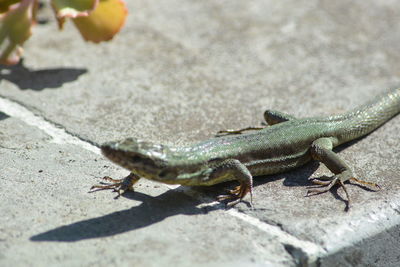 Close-up of lizard