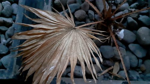 Close-up of wilted plant with dry leaves