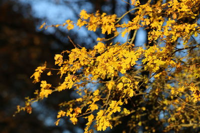 Close-up of yellow flowering plant against blurred background