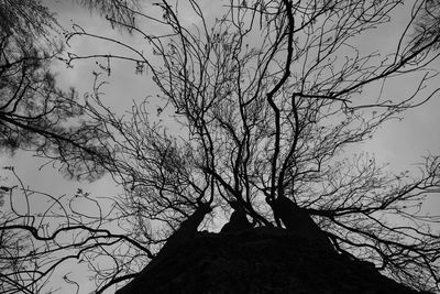 Low angle view of silhouette bare tree against sky