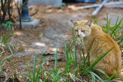 Cat sitting on field