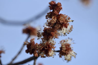 Low angle view of cherry blossom against clear sky