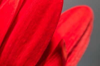 Close-up of red flower