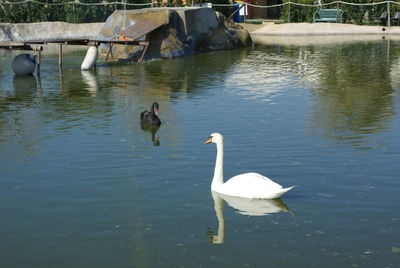 Swans swimming in lake