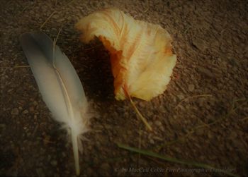 Close-up of autumn leaf