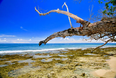 Close-up of tree on beach against sky