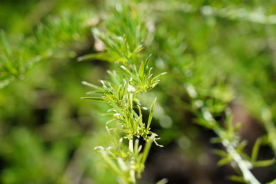 Close-up of fresh green plant