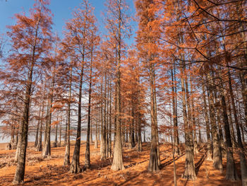 Trees in forest