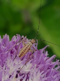 Close-up of butterfly pollinating on purple flower