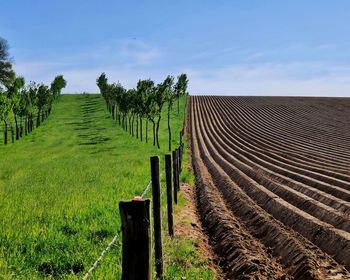 Scenic view of field against blue sky