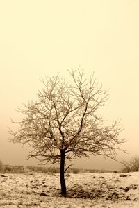 Bare trees in water