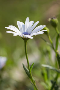 Close-up of white flowering plant