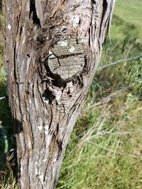Close-up of tree trunk