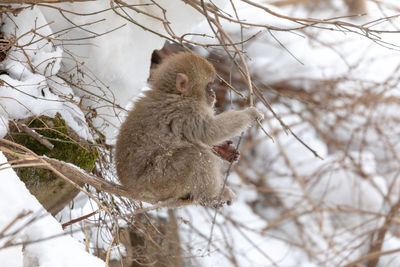 Monkey on tree branch during winter