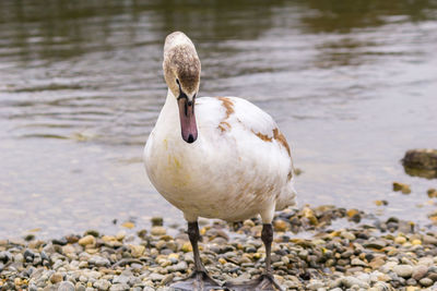 Close-up of duck on rock by lake