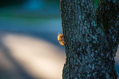 Close-up of insect on tree trunk