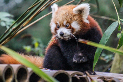 Close-up of a cat looking away