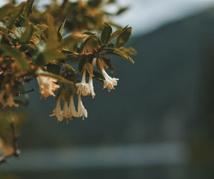 Close-up of yellow flowers in park