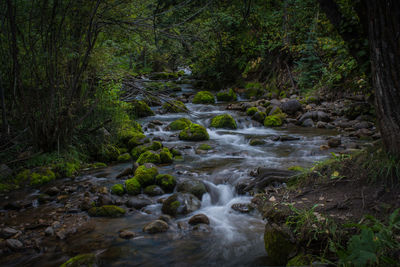 Stream flowing through forest