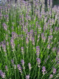 Close-up of lavender growing in garden