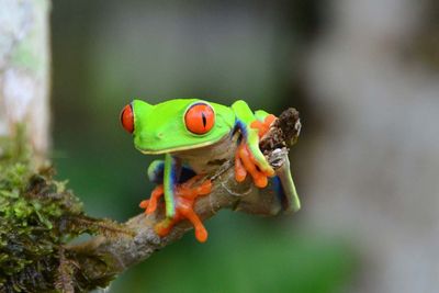 Close-up of red-eyed tree frog on twig