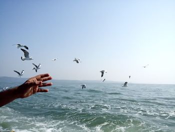 Bird flying over sea