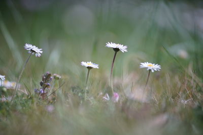 Close-up of white flowering plant on field