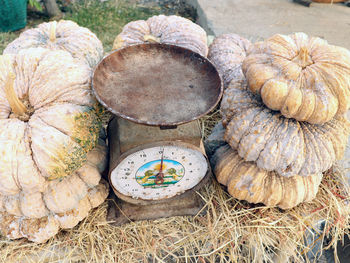 High angle view of shells