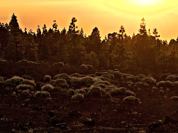 Flock of sheep grazing on field against sky at sunset