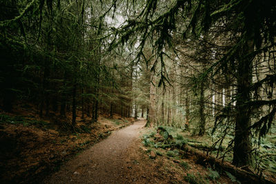 Dirt road amidst trees in forest