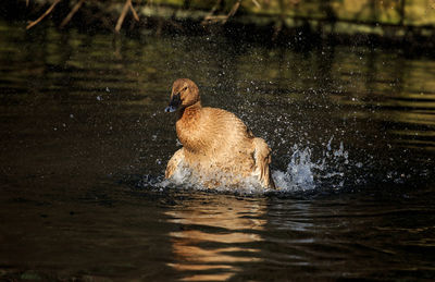 Duck swimming on lake