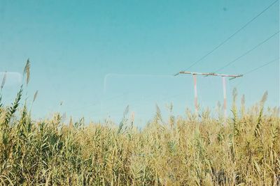 Plants growing on field against clear blue sky
