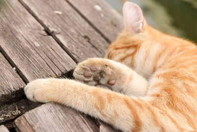 High angle view of cat sleeping