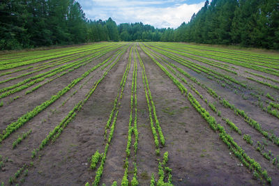 Scenic view of agricultural field against sky