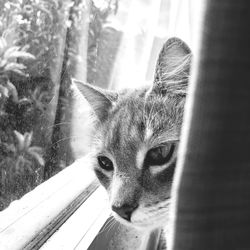 Close-up portrait of a cat